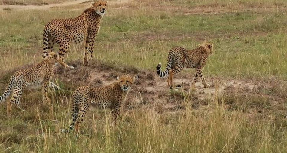 Tage Maasai Mara Serengeti Sterne Luxus Flugsafari Getyourguide