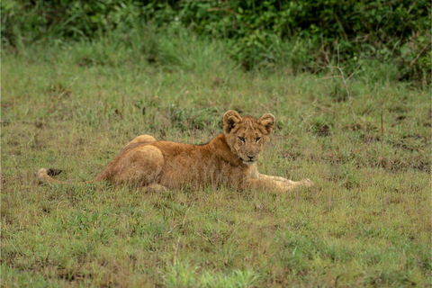 4 Days Queen Elizabeth Park Safari & Ruwenzori Mountain View