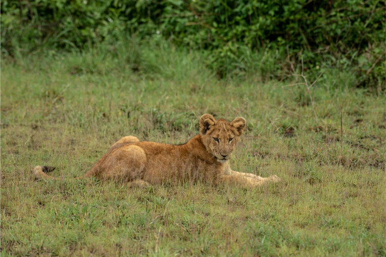4 Days Queen Elizabeth Park Safari & Ruwenzori Mountain View