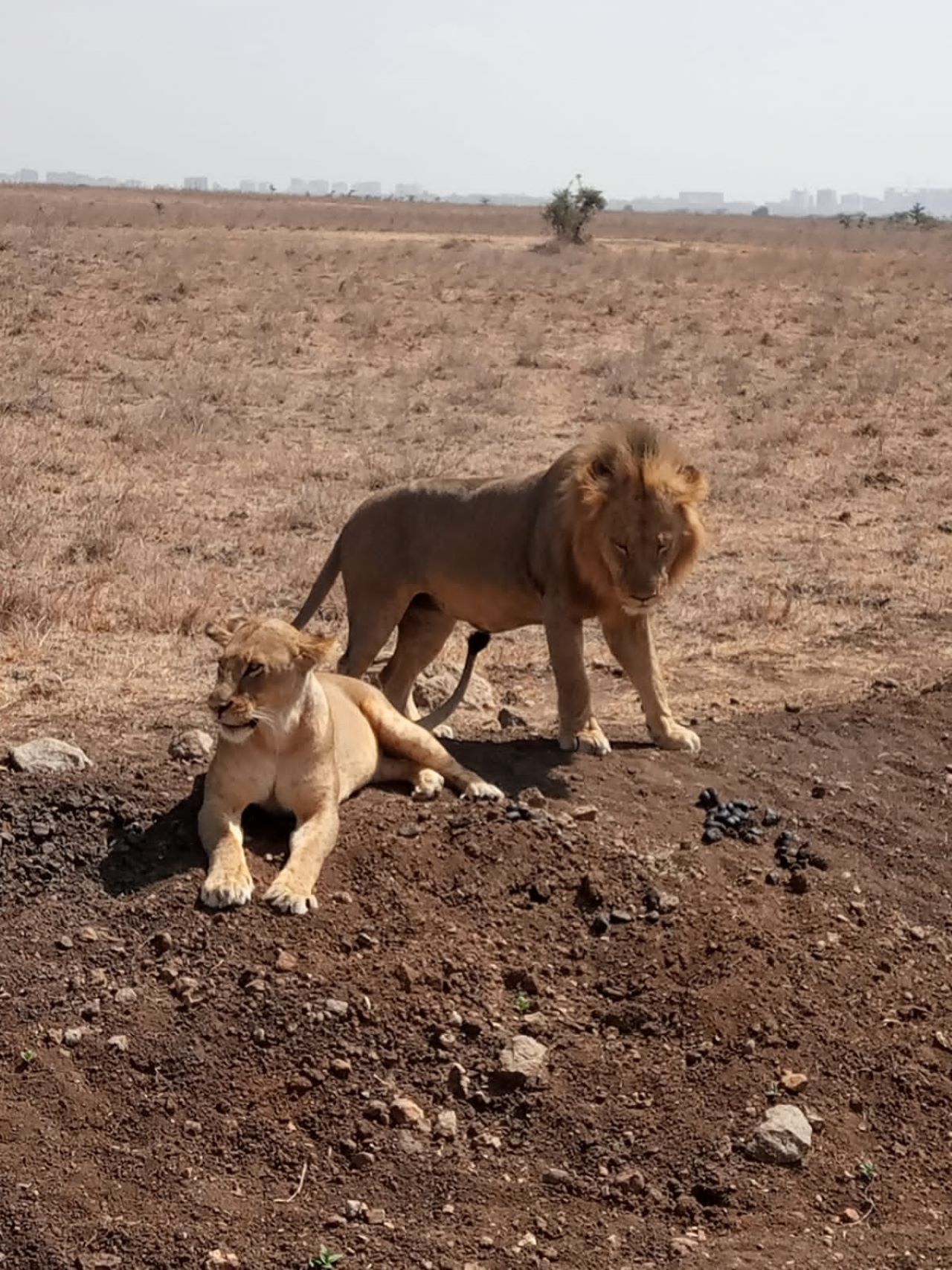 Nachtsafari nach Tsavo Ost von Mombasa / Diani Beach