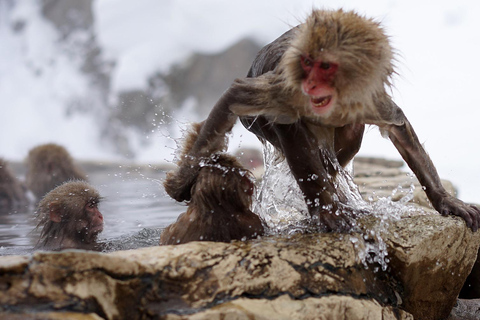 Nagano Tokyo: Snow Monkey Private Day Tour Hotel Pick & Drop Snow Monkey Private Day Tour Hotel Pick & Drop Off In Crown