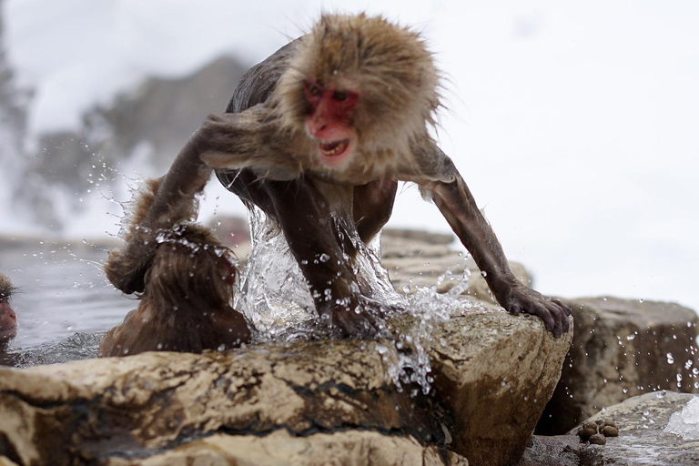 Nagano Tokyo: Snow Monkey Private Day Tour Hotel Pick & Drop Snow Monkey Private Day Tour Hotel Pick & Drop Off In Crown