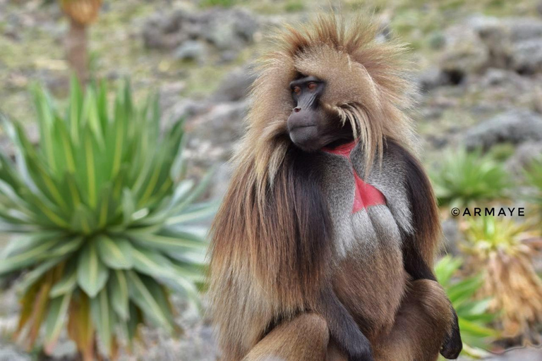 Ethiopia: 8-Day Wildlife Tour with Night Game Drives
