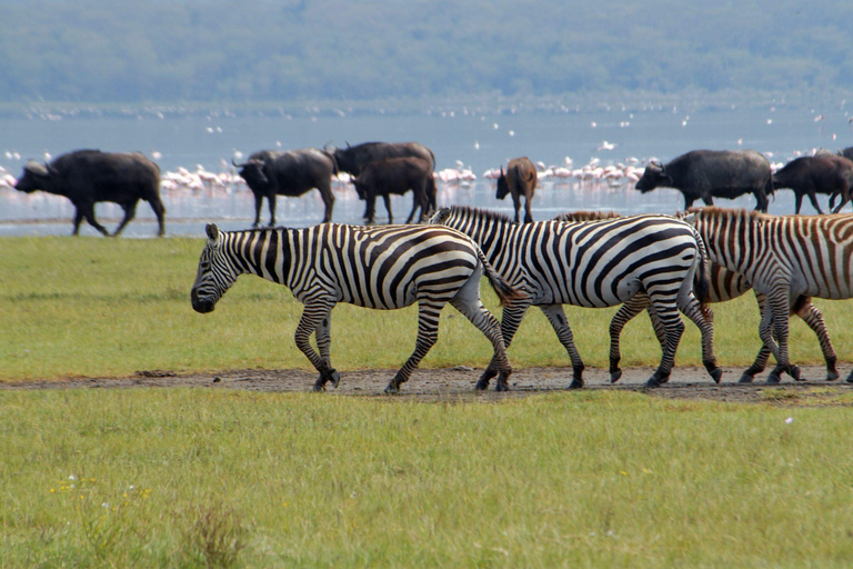 Nairobi:5Days Maasai Mara,Lake Nakuru &Naivasha Group Safari Accomodation Upgrade