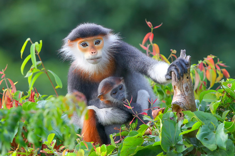 Exploring Da Nang's Wildlife and Red Shanked Douc