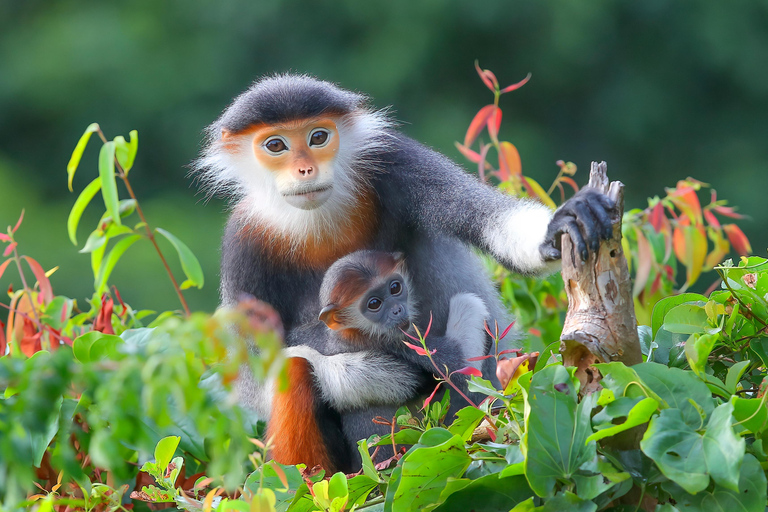 Exploring Da Nang's Wildlife and Red Shanked Douc