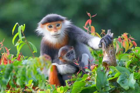 Exploring Da Nang's Wildlife and Red-Shanked Douc - Image 3
