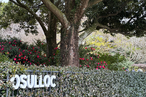 Jeju: Small Group Tour w/Pink Muhly & Tangerine Picking