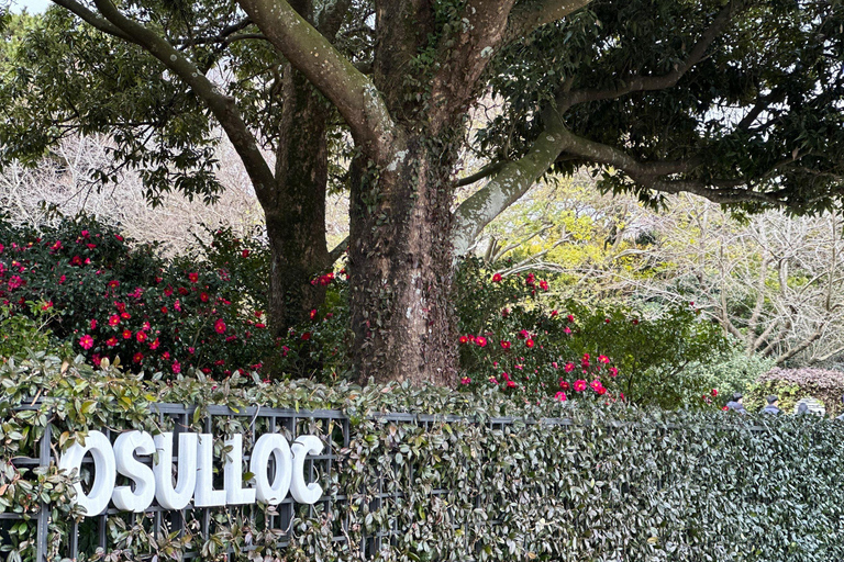 Jeju: Small Group Tour w/Pink Muhly & Tangerine Picking