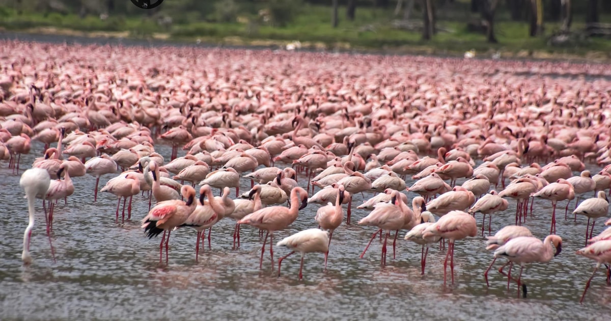 Excursion D Une Journ E Au Parc National Du Lac Nakuru Depuis Nairobi