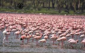 Lake Nakuru National Park Day Trip From Nairobi