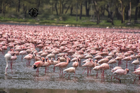 Viagem de 1 dia ao Parque Nacional Lake Nakuru saindo de NairóbiViagem de um dia ao Parque Nacional do Lago Nakuru saindo de Nairóbi