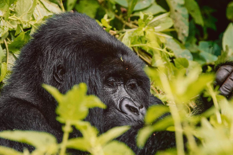 Uganda&#039;s Top Gorilla Trek: 4-Day Luxe Safari from KigaliPer Person Sharing Rate for Two