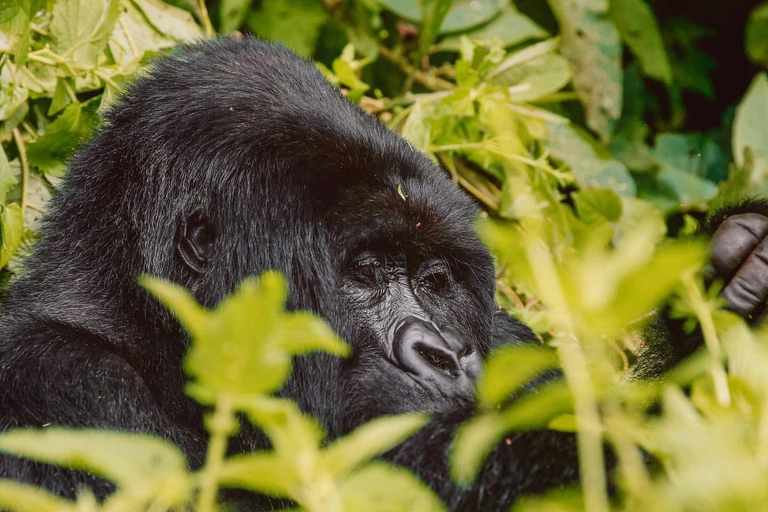 Uganda&#039;s Top Gorilla Trek: 4-Day Luxe Safari from KigaliPer Person Sharing Rate for Two