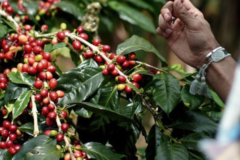 Ubud: Private Tour with Gunung Kawi Temple & Waterfall With Entry Tickets