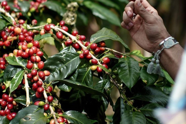 Ubud: Private Tour with Gunung Kawi Temple & Waterfall With Entry Tickets