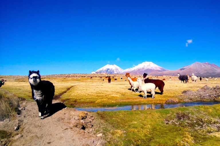 From La Paz: Sajama & Uyuni Salt Flats 4-Days Scenic Journey