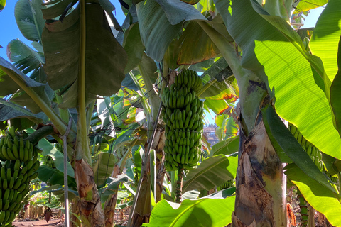 La Orotava: Tour della piantagione ecologica di banane con liquore di banana