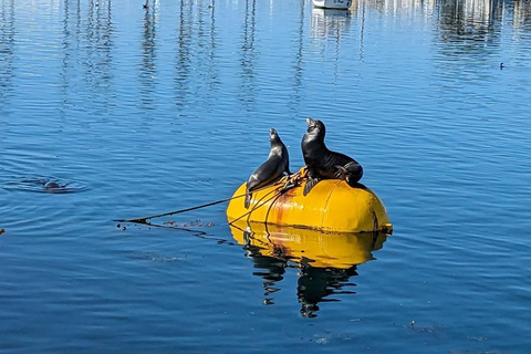 San Diego: 3 Hour Whale Watching Cruise Weekend Afternoon Whale Watching