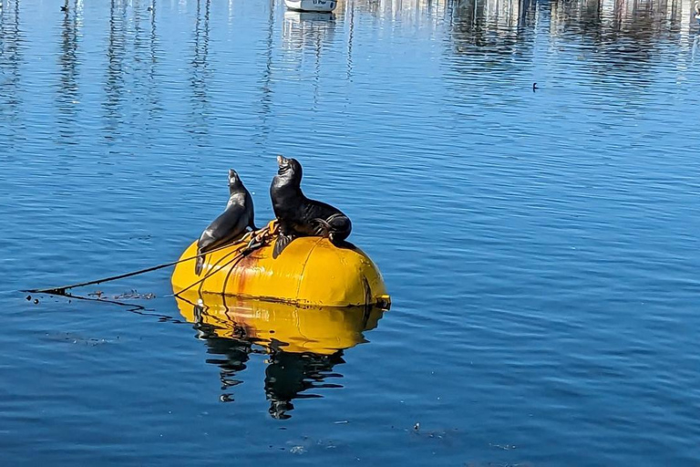 San Diego: 3 Hour Whale Watching Cruise Weekend Afternoon Whale Watching
