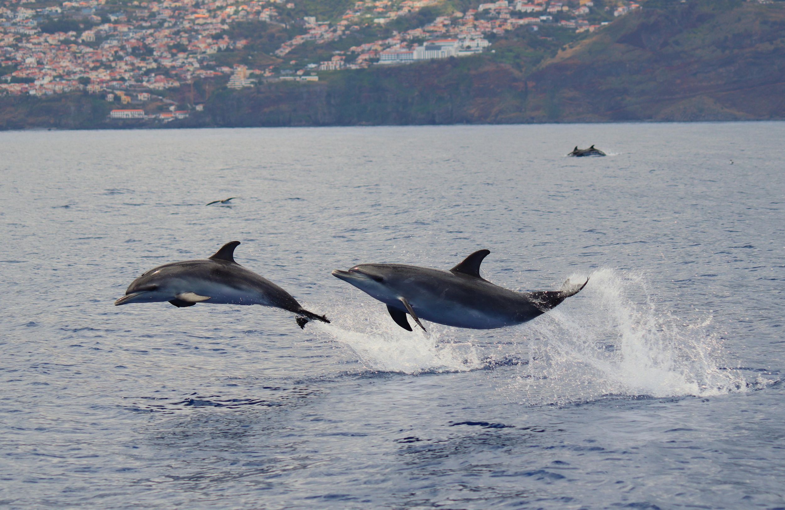 Funchal: Garantiert wilde Delfin- und Walbeobachtung mit dem RIB