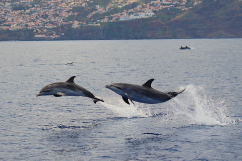 Funchal: Garantiert wilde Delfin- und Walbeobachtung mit dem RIBDelfine und Wale mit dem RIB-Boot