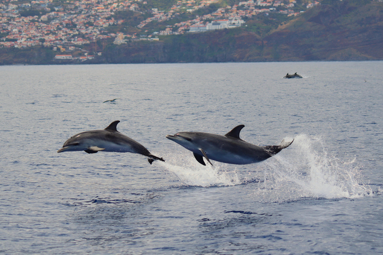 Funchal : Garantie d&#039;observation des dauphins sauvages et des baleines en bateau pneumatiqueDauphins et baleines en bateau pneumatique