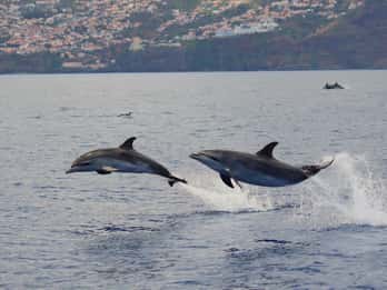 Funchal: Guarantee Wild Dolphin&Whale Watching by RIB