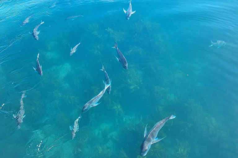 Ex Auckland Excursión de un día a las ISLAS ALDERMAN y la AVENTURA DE RUAMAAHU