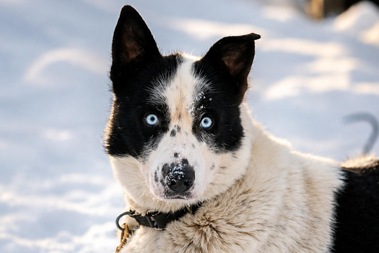 Rovaniemi: Meet Vasco Husky & Enjoy Sled Ride at Husky Farm ⭐ Winter Husky Adventure with Vasco | Jan 1 – Mar 31