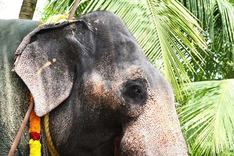 6 jours au Kerala avec Munnar, Thekkady et Alleppey : Au départ de Cochin