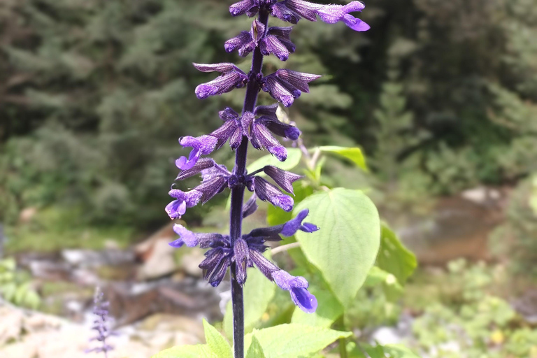 Cidade do México: Caminhada matinal no Mirador Coconetla
