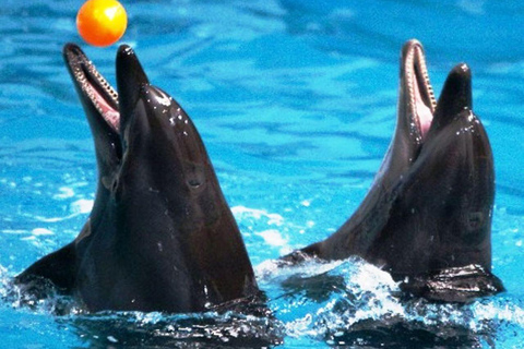 Dubai: Dubai Dolphinarium Dolphin, Seal &amp; Bird Show TicketsDolphin and Seal Show (Standard)