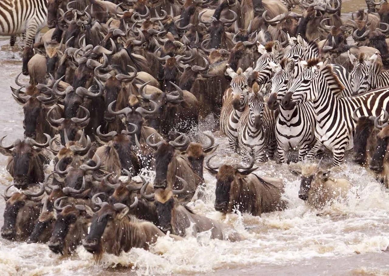 Tansania: 7-tägige Budget Lodge Safari mit Unterkünften