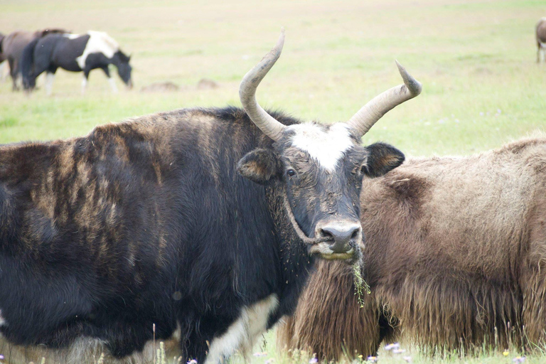 Ulaanbaatar: Terelj National Park 2-Day Tour & Horse Ride