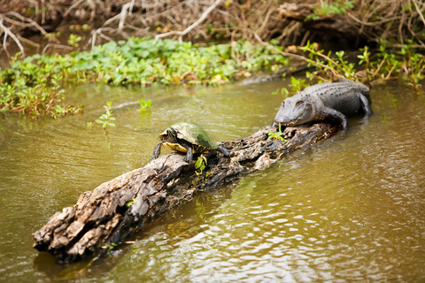 New Orleans Swamp & Bayou Boat Tour