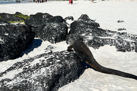 Galápagos: Sightseeing Tour to Tortuga Bay with Crystal-Clear Waters and Kayak