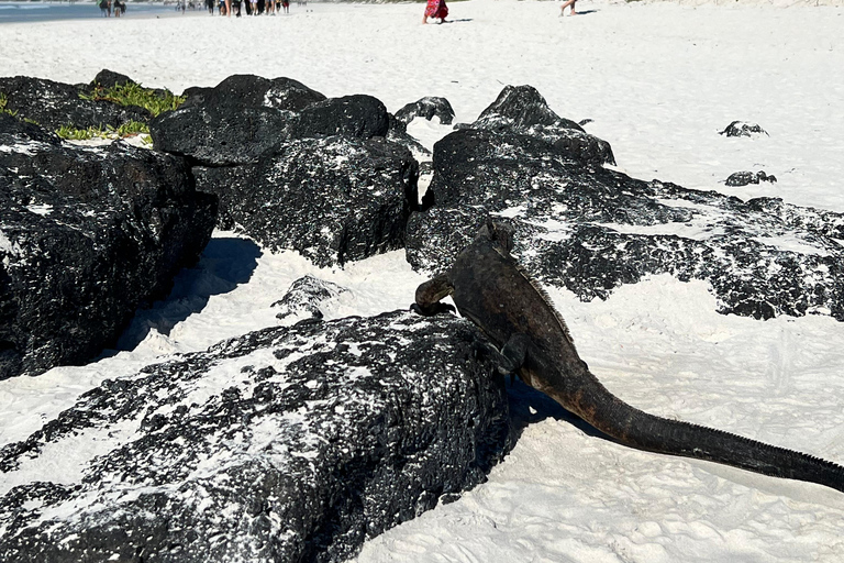 Galápagos: Sightseeing Tour to Tortuga Bay with Crystal-Clear Waters and Kayak