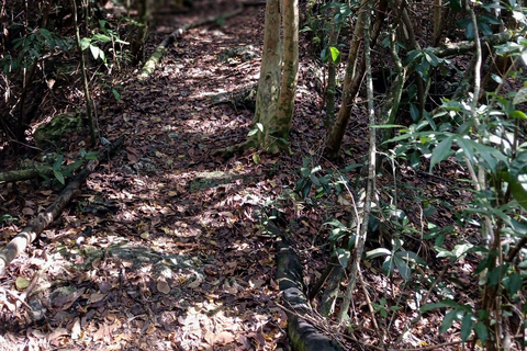 Guided Primeval Nature Walk Tour