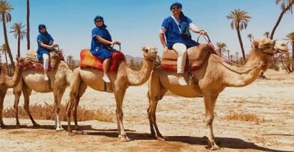 Marrakech : balade à dos de chameau à la palmeraie, thé à la menthe et transfert