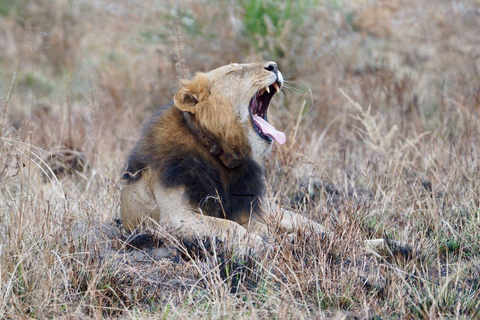 Uganda: Safari breve di 2 giorni alle Cascate Murchison NP