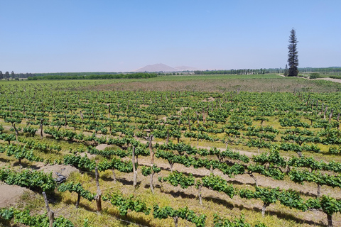 Depuis Ica ou Huacachina : visite du vignoble et de la cave artisanale de Tacama.