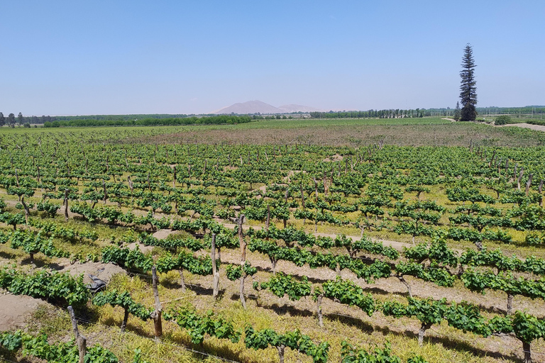 Von Ica oder Huacachina: Tour zum Tacama-Weinberg und zur handwerklichen Weinkellerei.