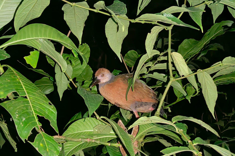 Manuel Antonio Jungle Night Tour