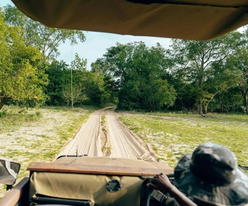 Safari de dia inteiro em Pilanesberg a partir de Sun City