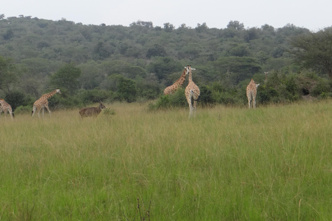 Caminhada de 2 dias com gorilas em Bwindi saindo de Kigali