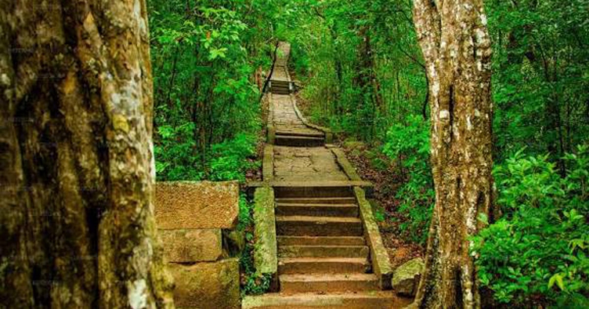 Sigiriya: Ritigala Forest Monastery & Dambulla Temple Tour | GetYourGuide