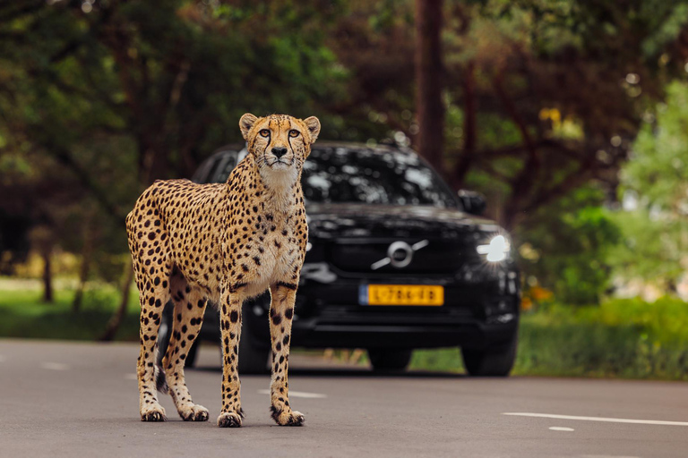 هيلفارينبيك: تذكرة دخول Safaripark Beekse Bergen