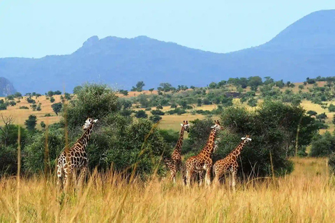 Kidepo Valley National Park 5-Day Safari Tour