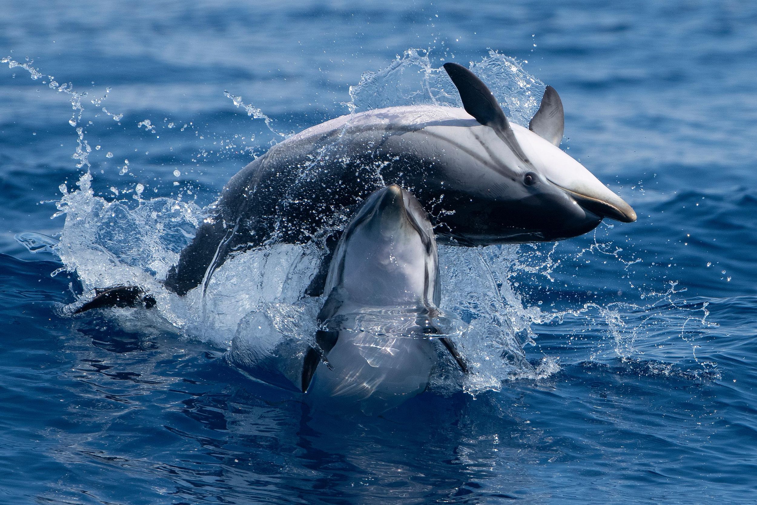 Sanary-sur-Mer: Wal- und Delfinbeobachtungstour